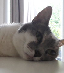 Photo de Dixy