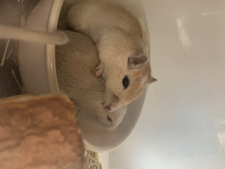 Photo de Chamalow &amp; Caramel