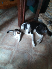Galou