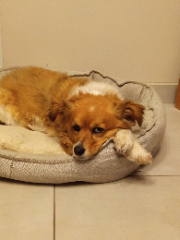 Sybelle