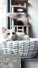 Kiki
