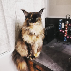 Pippa