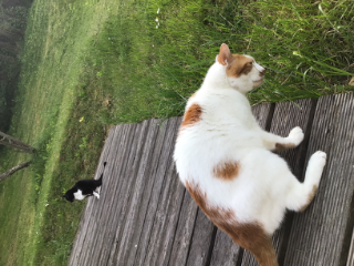 Photo de Nougat (blanc et roux) "nounou"