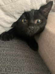 Lulu