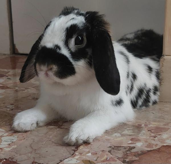 Puffo