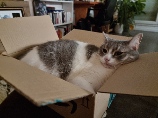 Zaura