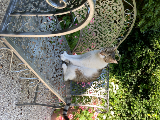 Photo de Tazz ou mimi