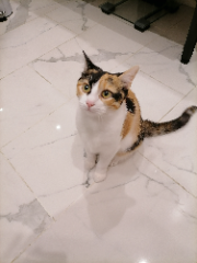 Céleste
