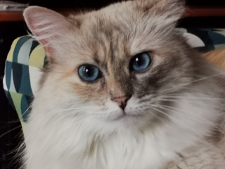 Arobase