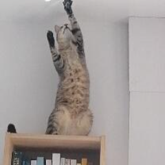 Merlin