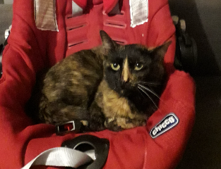 Diaboule