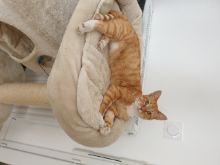 Photo de Spirou