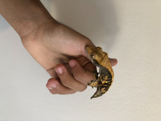 Gecko