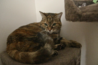 Calypso