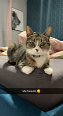 Stella