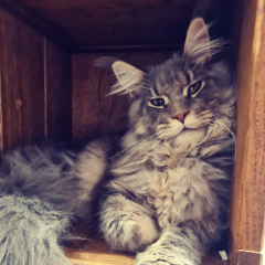 Photo de Sir Hubert Bonnisseur De La Bath