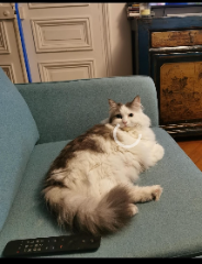 NOVA