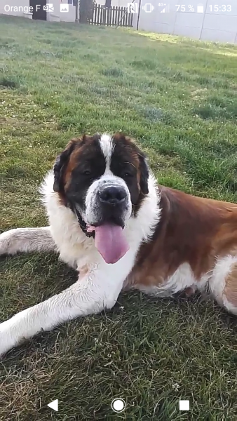 goliath