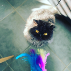 Milo