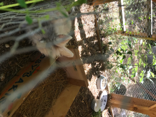 Photo de Paillette et Yuki