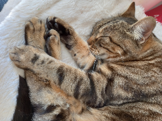 Minette