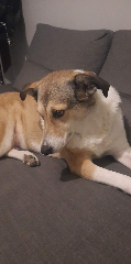 DAKOTA