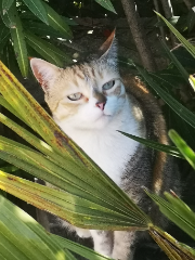 Lily