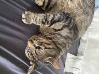 Mimi