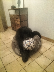 Photo de Rocky