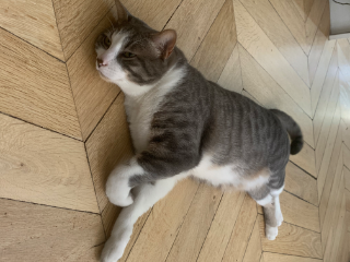 Photo de Gros chat