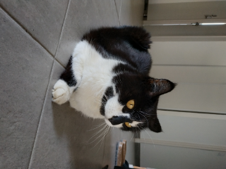 minette