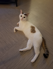 Photo de Tseko