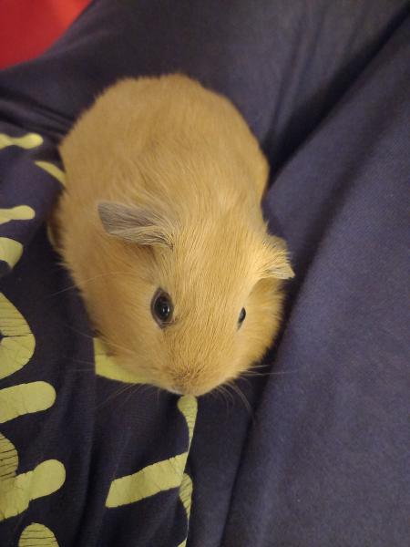 Cookie