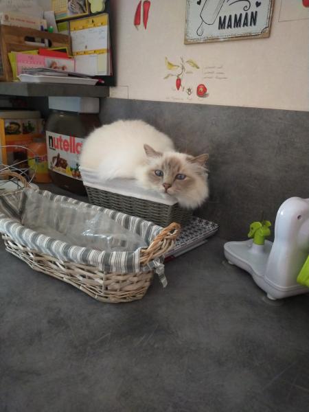 Poupette