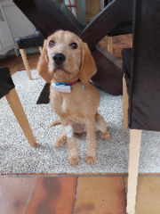 Photo de choupie