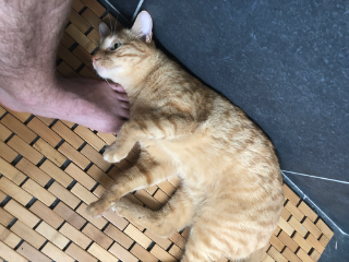 Nugget