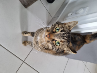Photo de Minette