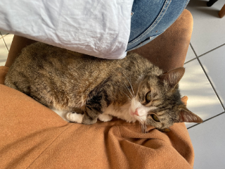 Cannelle