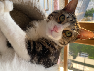 César