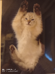 Bella