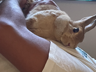 Noisette