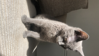 Nala