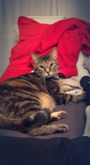 Nala