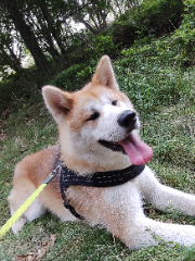 Shoto