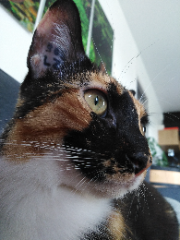 Nala