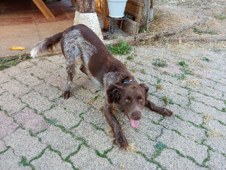 Polux