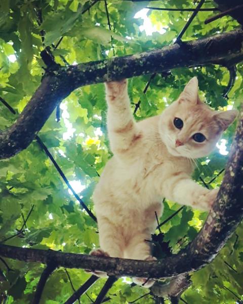 Oliver