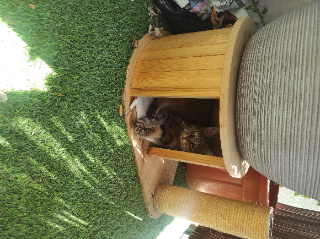 Nounouche (Nina)