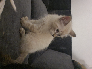 Nougat