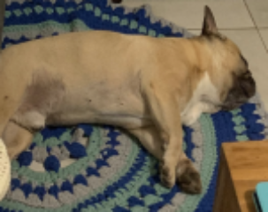 Igor